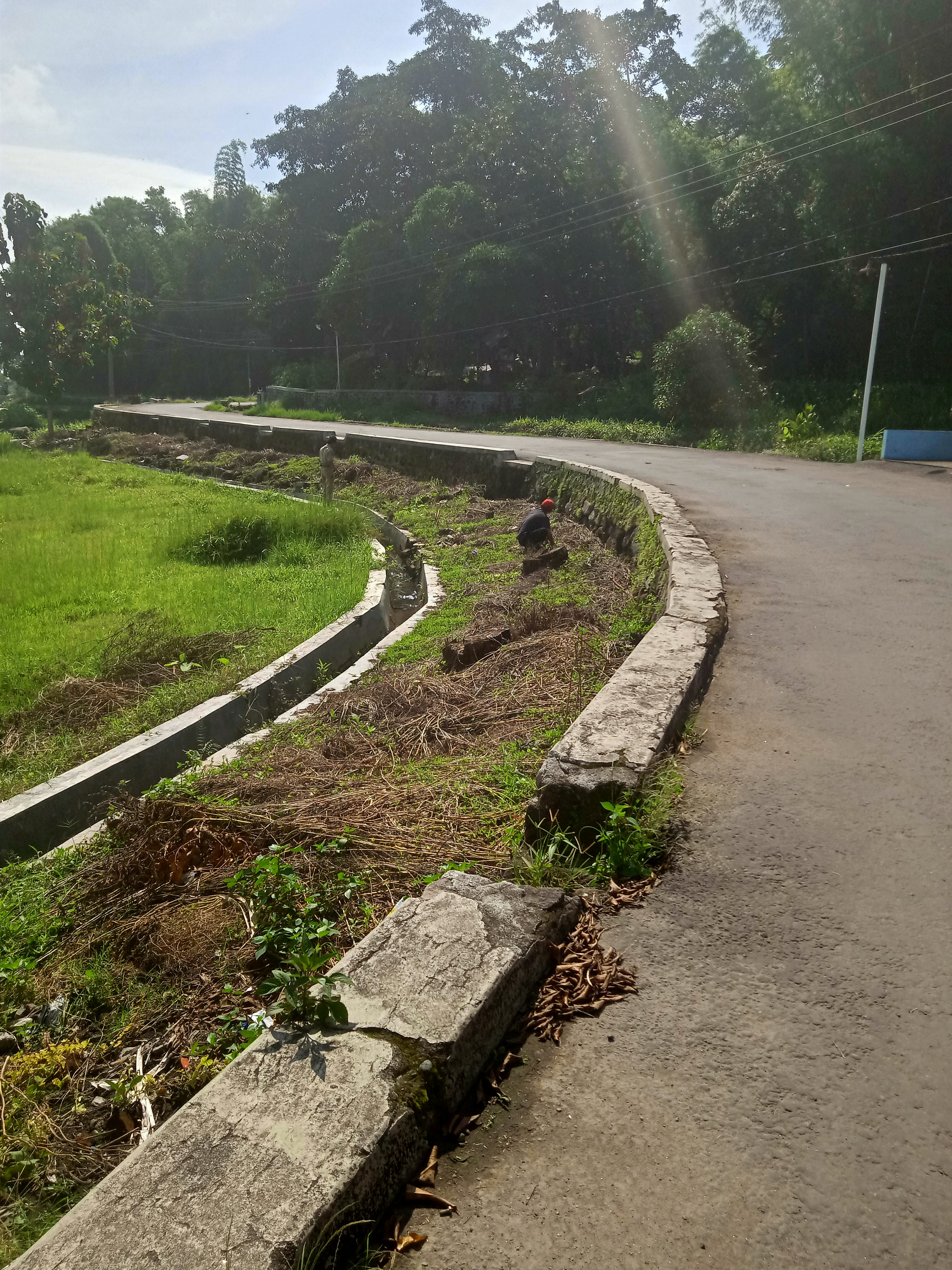 PENANAMAN POHON  PEPAYA 